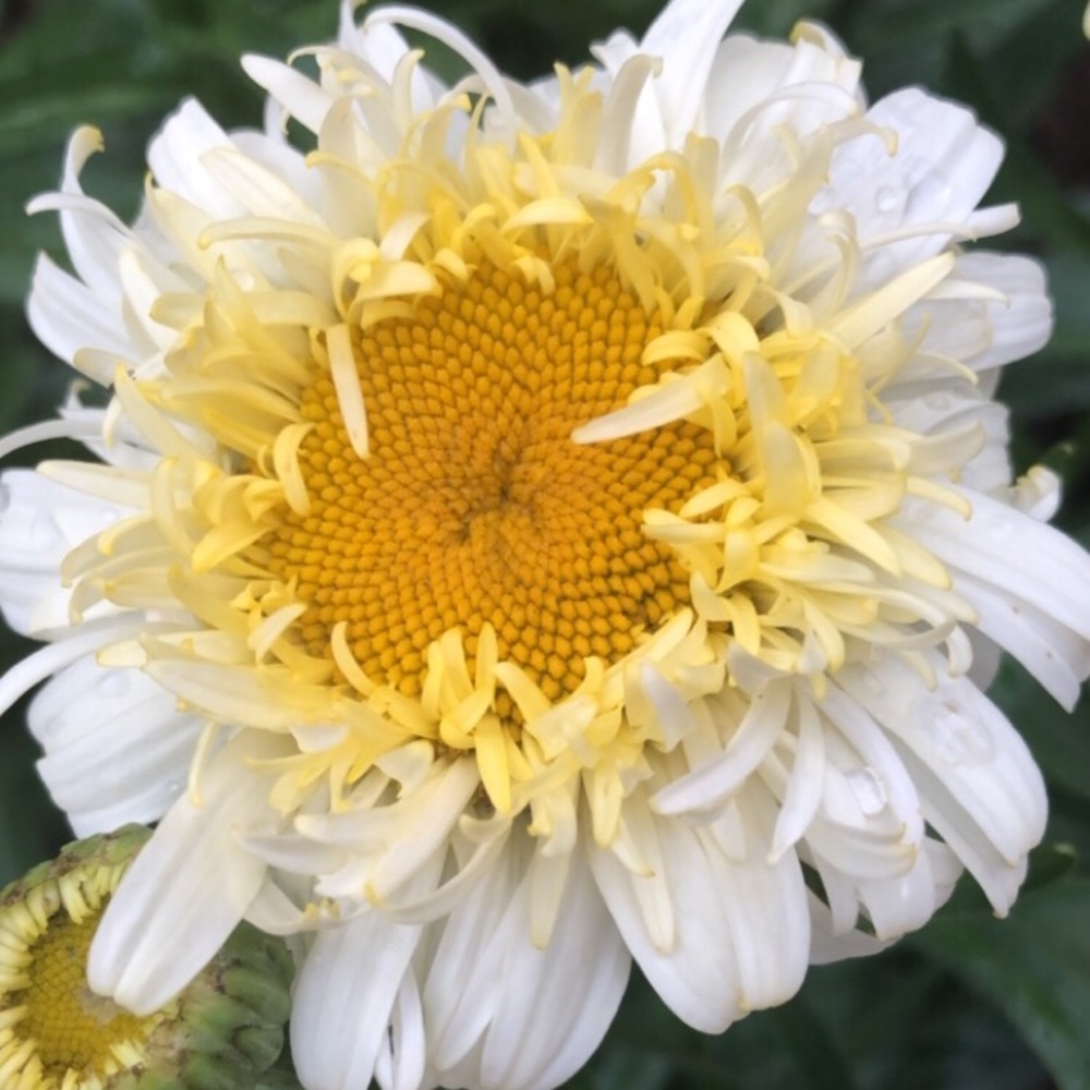 Meet your Posher, Gina